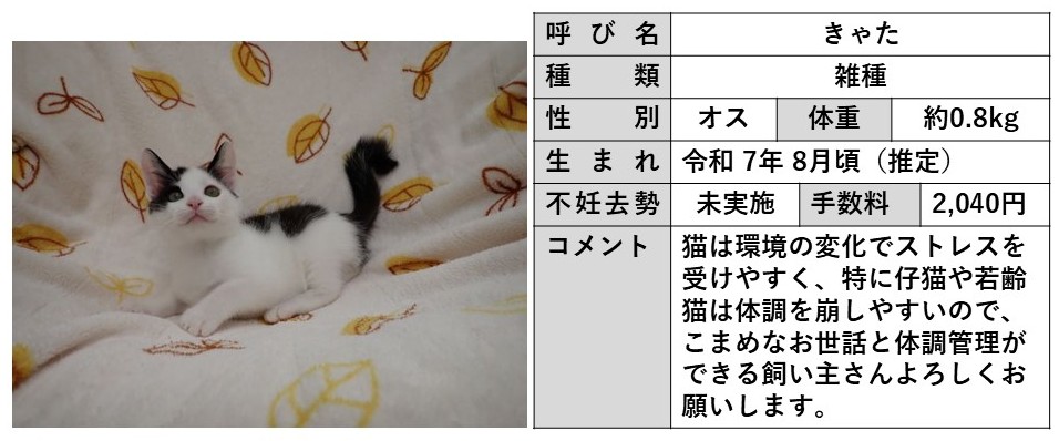 きゃた