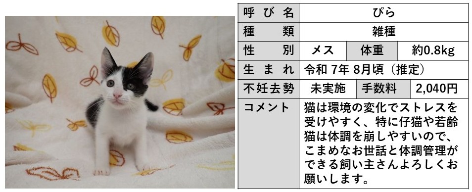 ぴら