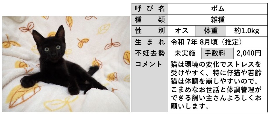 ポム
