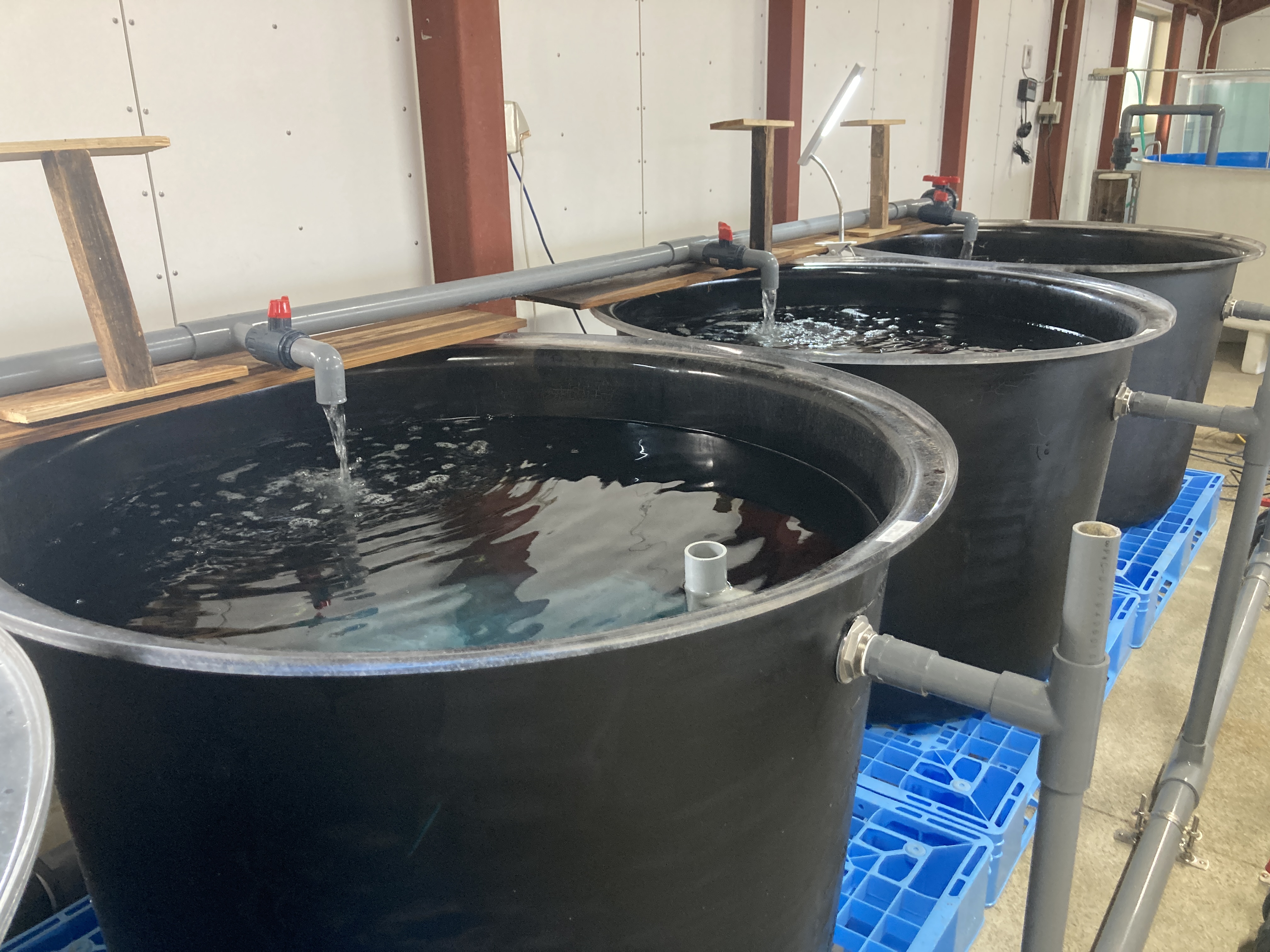 アユ飼育水槽の写真