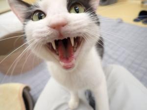 ぱいたんの写真