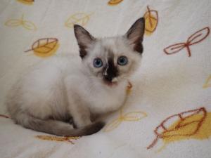 ノイシュの写真