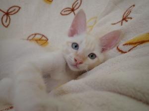 シュタインの写真