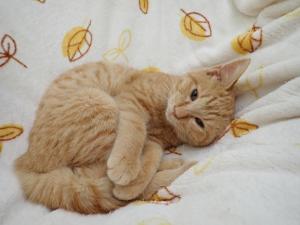 むぎみその写真