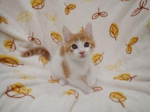 ハッシュの写真