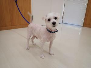 ポッキーの写真