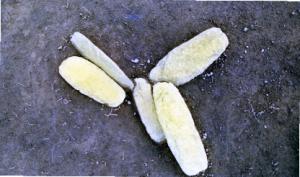 石製土掘具が出土したときの写真です