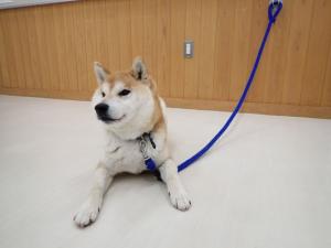 てんどんの写真