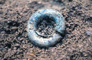 耳環（金環）の出土状況です。