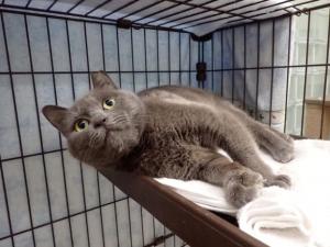 ピロシキの写真