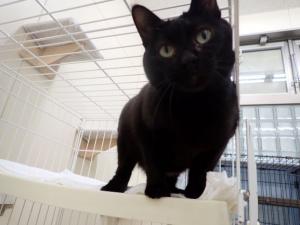 ボルシチの写真