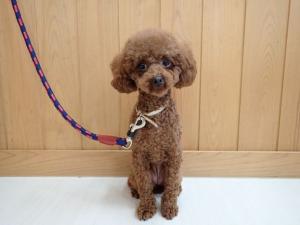 あさがおの写真