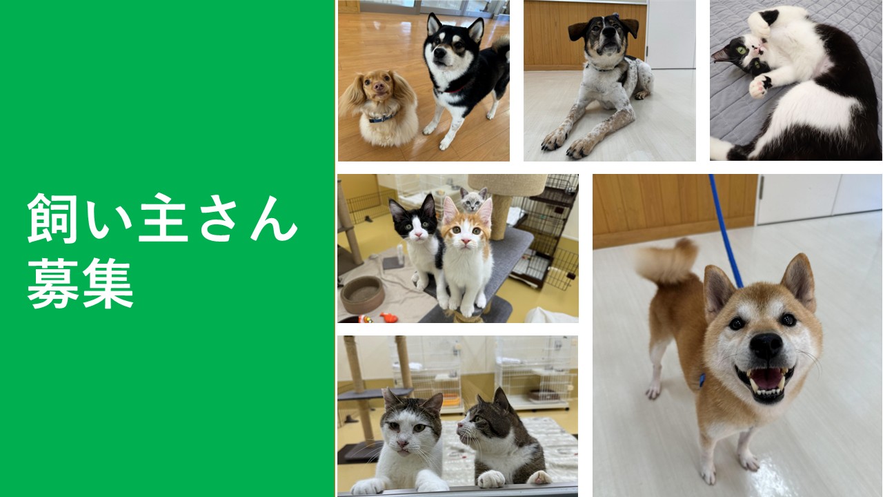 飼い主さん募集