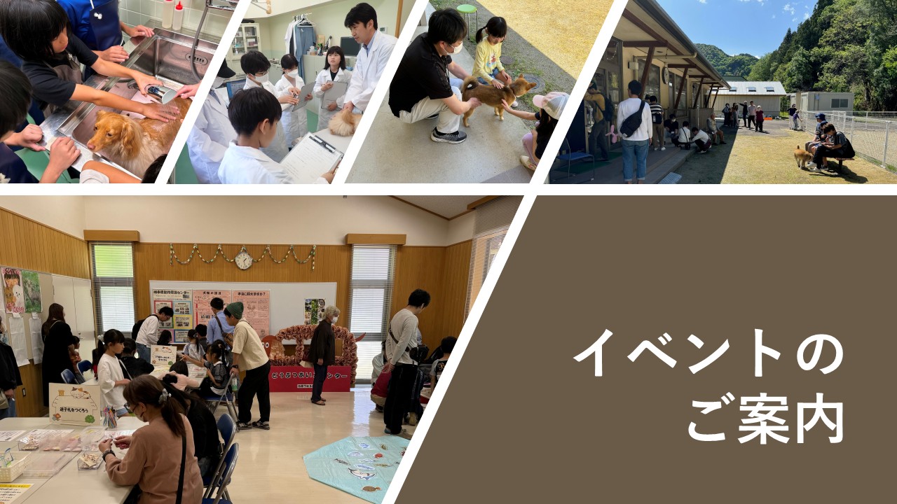 イベント案内