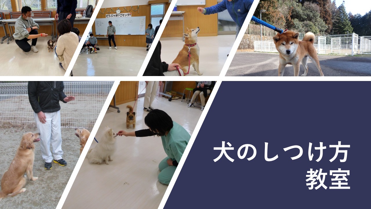 しつけ方教室