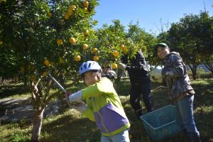 ゆずの収穫