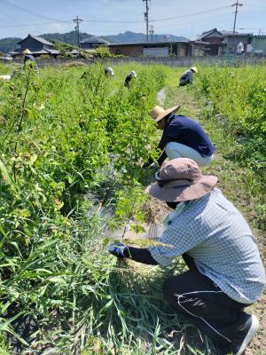 コットン畑の管理