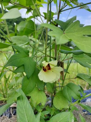 コットン畑の管理