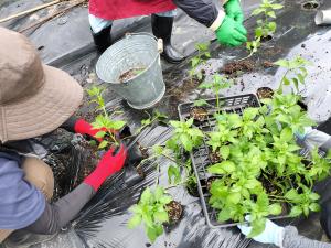 山菜の植え付け