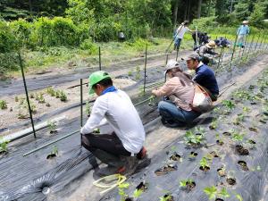 山菜の植え付け