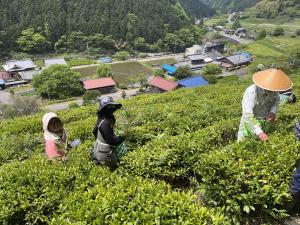 茶摘み