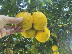 ゆずの収穫