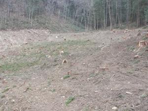 松倉城屋敷跡の調査前発掘区全景の写真です