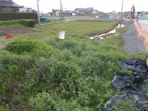 森部表遺跡の調査前発掘区全景の写真です