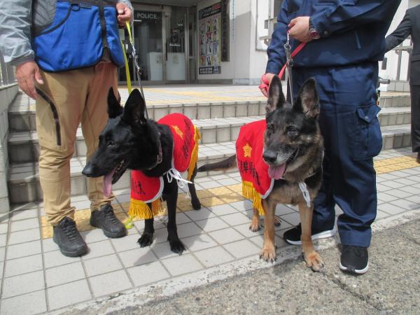警察犬の顔アップ(2頭は仲良し)