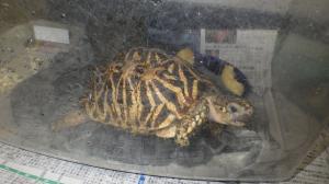 カメ