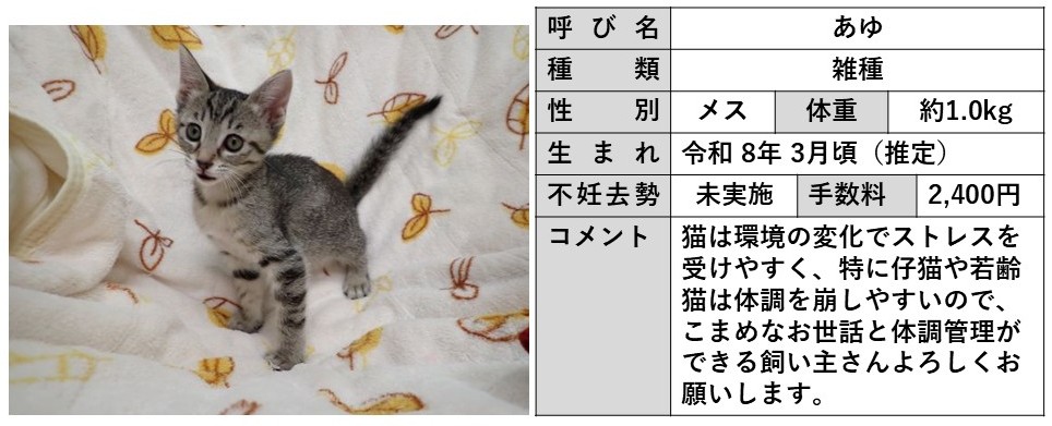 あゆ