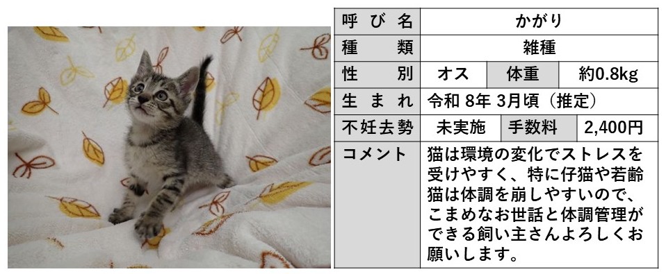 かがり