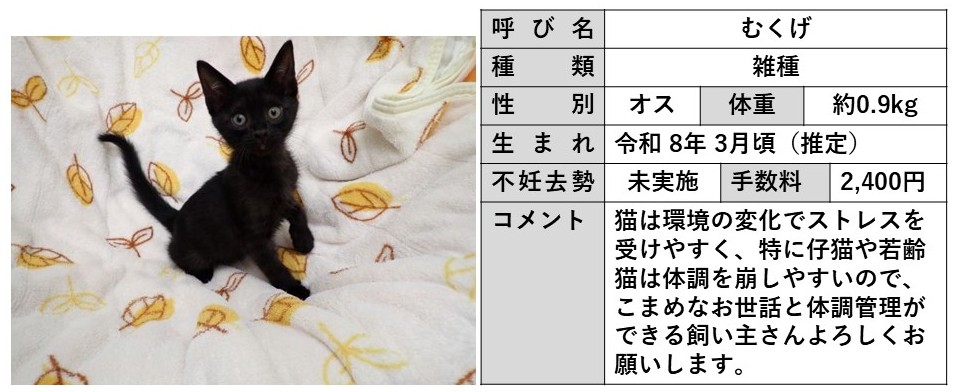 むくげ