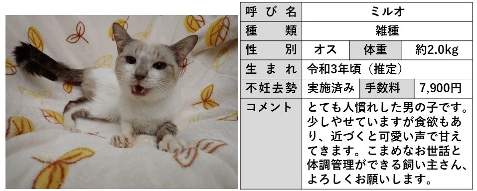 ミルオ