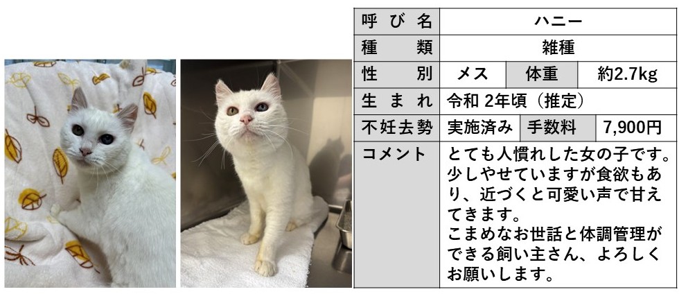 ねこの飼い主さん募集 - 岐阜県公式ホームページ（動物愛護センター）