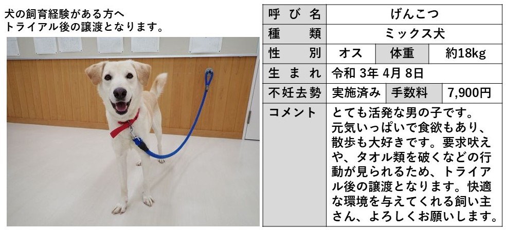 げんこつ