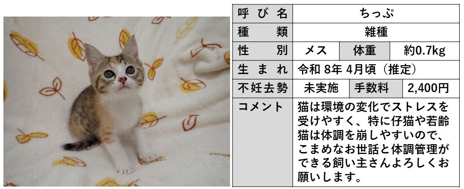 ちっぷ
