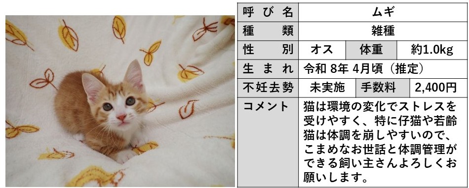 ムギ