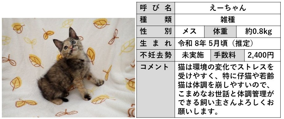 えーちゃん