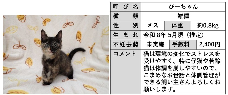 びーちゃん