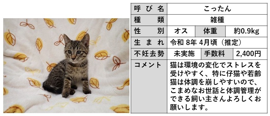 こったん