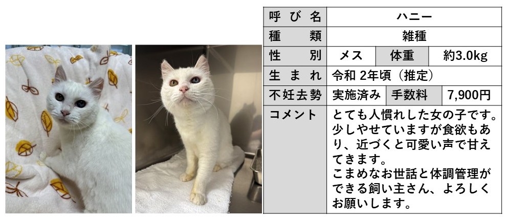 ハニー