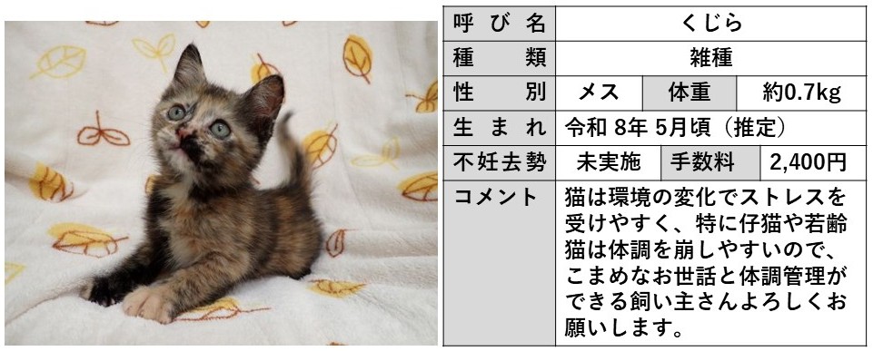 くじら