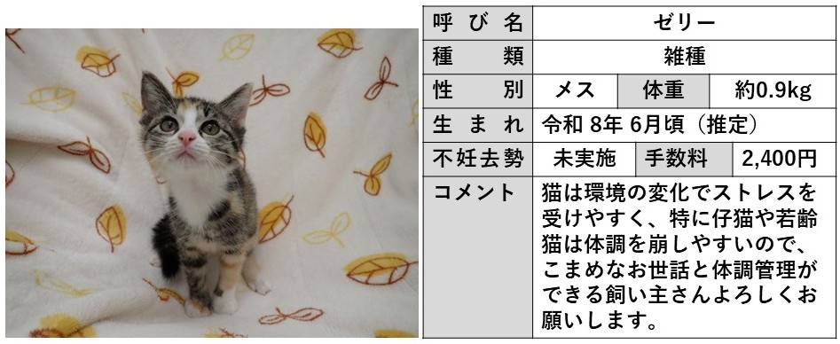 ゼリー