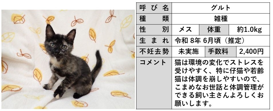 グルト