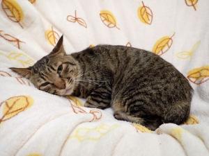 とったんの写真