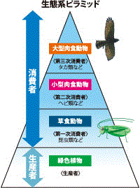 生態系ピラミッド