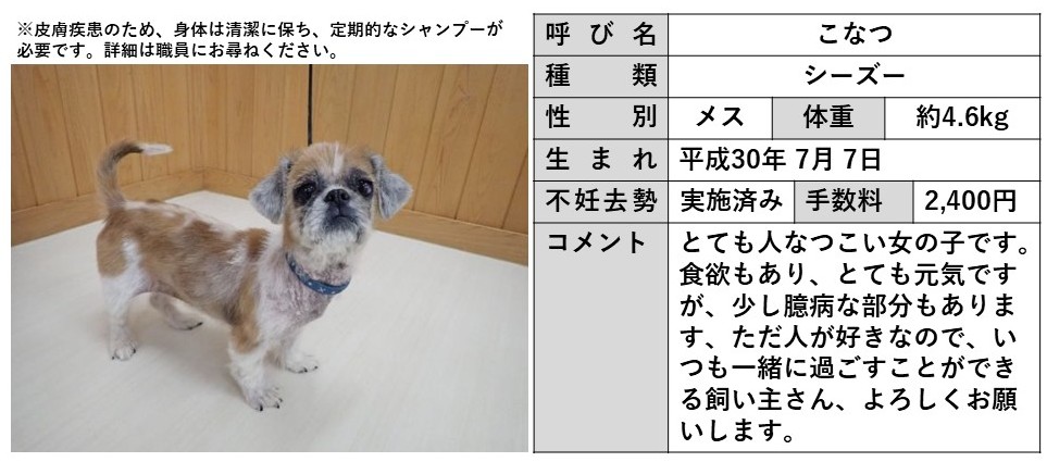 こなつ
