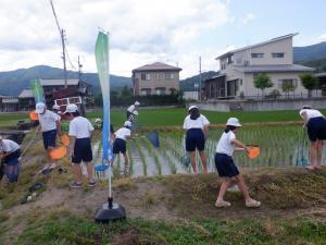 児童が田んぼで生き物を捕まえている写真