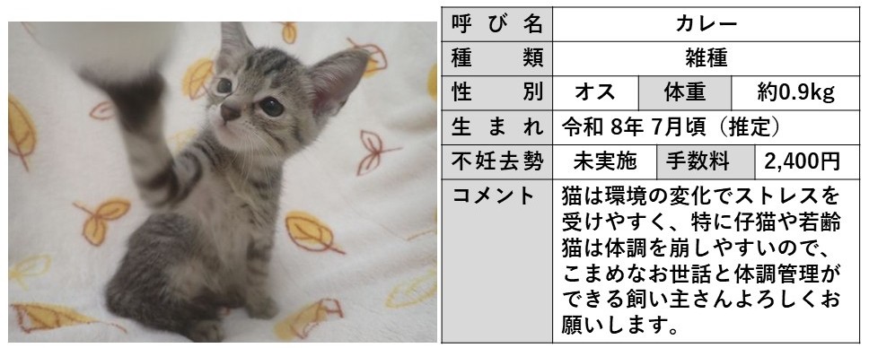 カレー